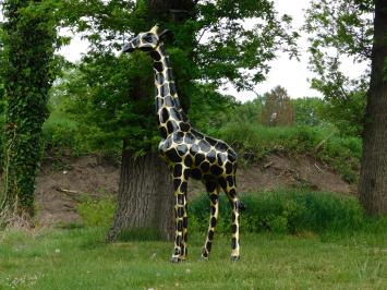 Beeld Giraffe, levensgroot, groot dierenbeeld, kunststof