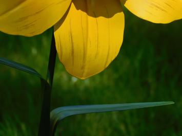 Narcis - metaal - handgemaakt