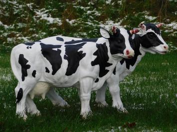 Set van 2 Koeien - Polystone - Gedetailleerd - Dierenbeelden