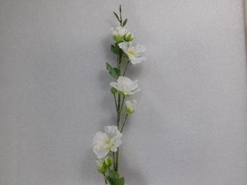 Stock Rose Steel - Creme - 112 cm